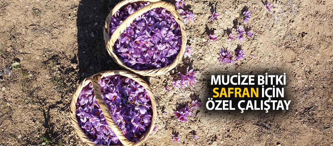 Mucize bitki safran için özel çalıştay