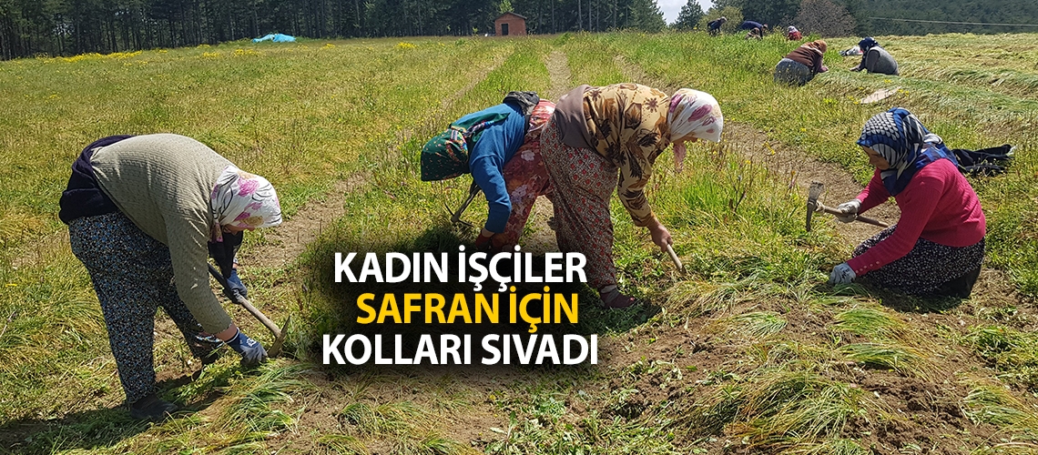 Kadın işçiler safran için kolları sıvadı