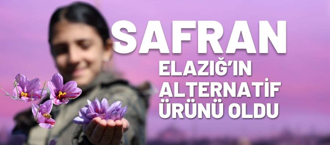 Safran Elazığ’ın alternatif ürünü oldu