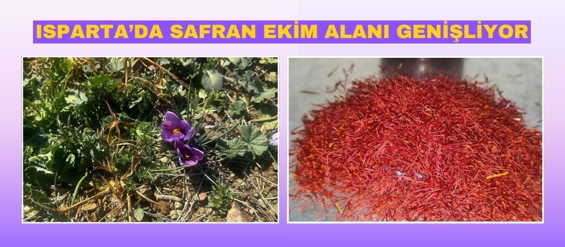 Isparta’da safran ekim alanı genişliyor