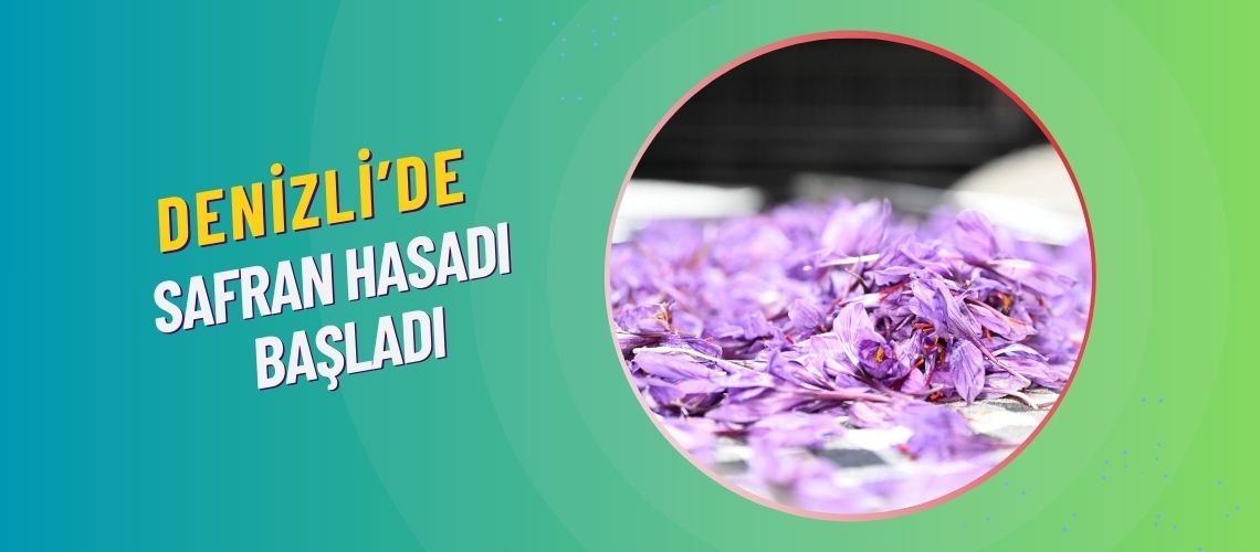 Denizli’de safran hasadı başladı