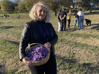 Karabük'te safran hasadı devam ediyor