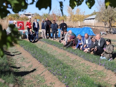 Safran Elazığ’ın alternatif ürünü oldu