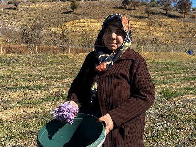 Isparta’da safran ekim alanı genişliyor