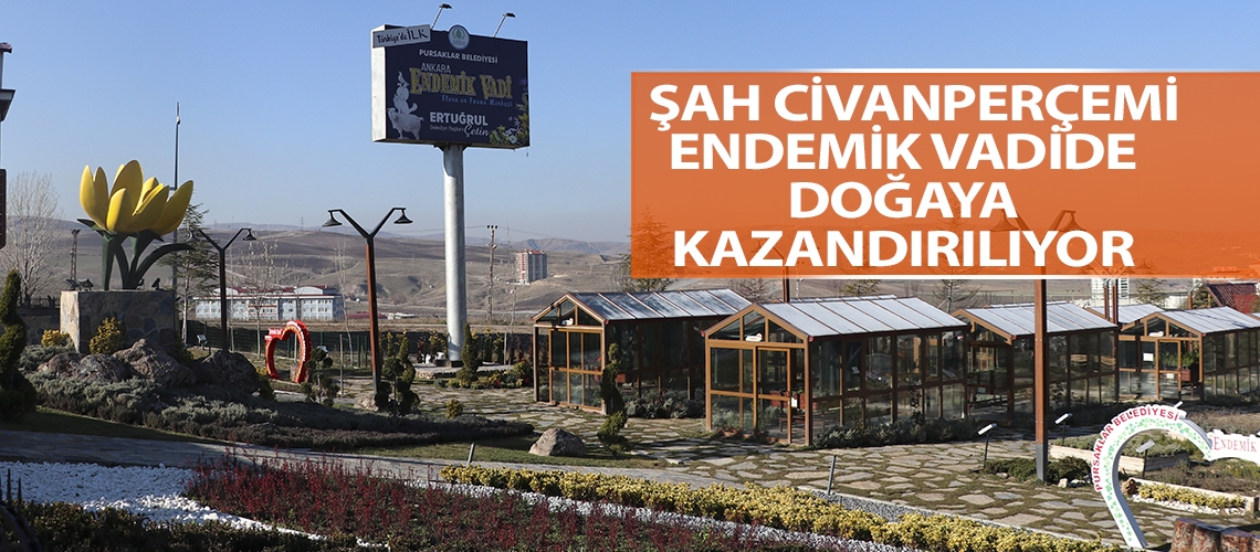 Şah civanperçemi Endemik Vadide doğaya kazandırılıyor