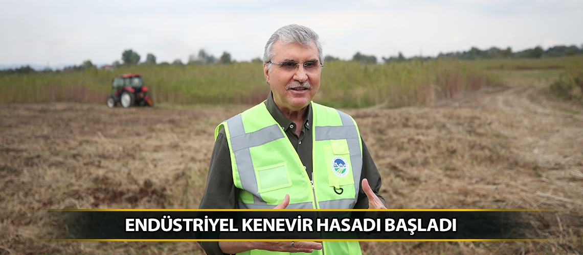 Endüstriyel kenevir hasadı başladı