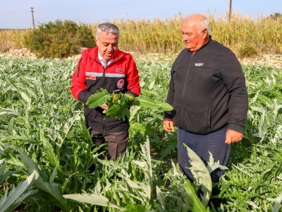 Tescilli sakız enginarı hasada hazır