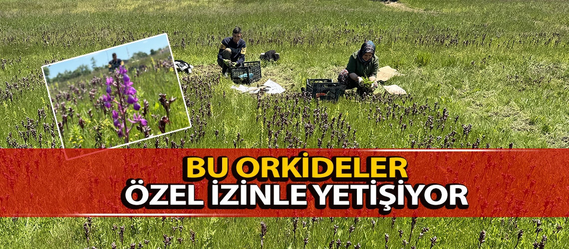 Bu orkideler özel izinle yetişiyor