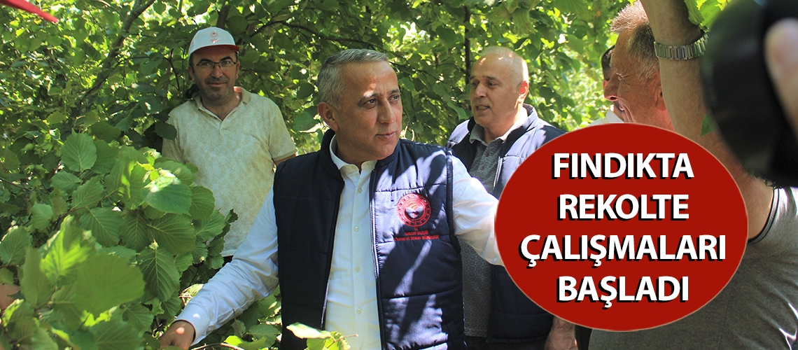 Fındıkta rekolte çalışmaları başladı