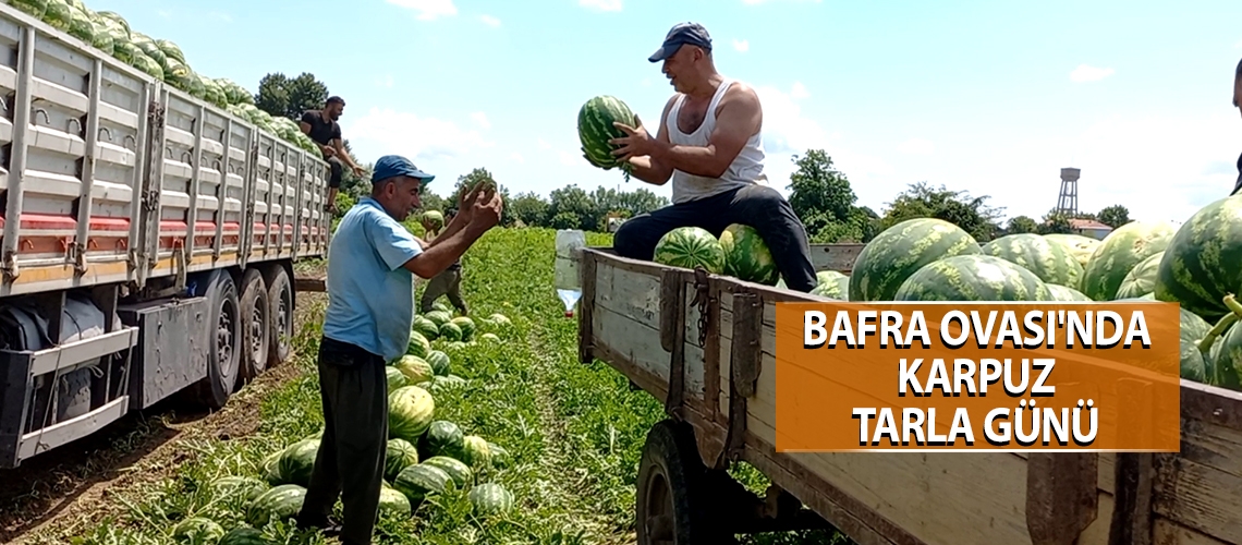 Bafra Ovası'nda karpuz tarla günü