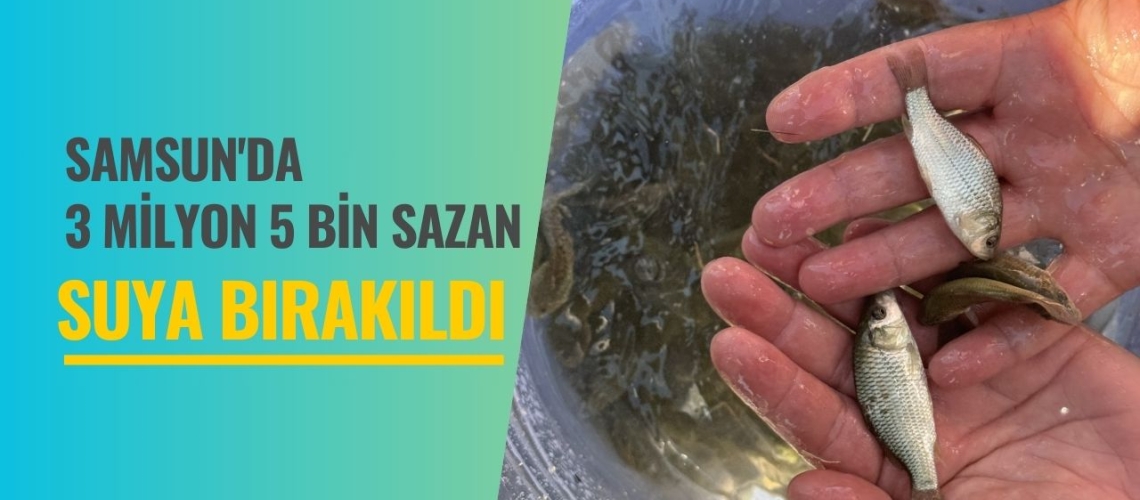 Samsun'da 3 milyon 5 bin sazan suya bırakıldı