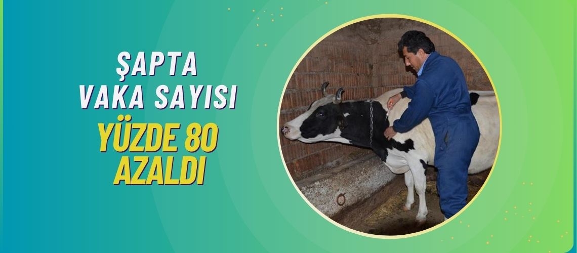 Şapta vaka sayısı yüzde 80 azaldı