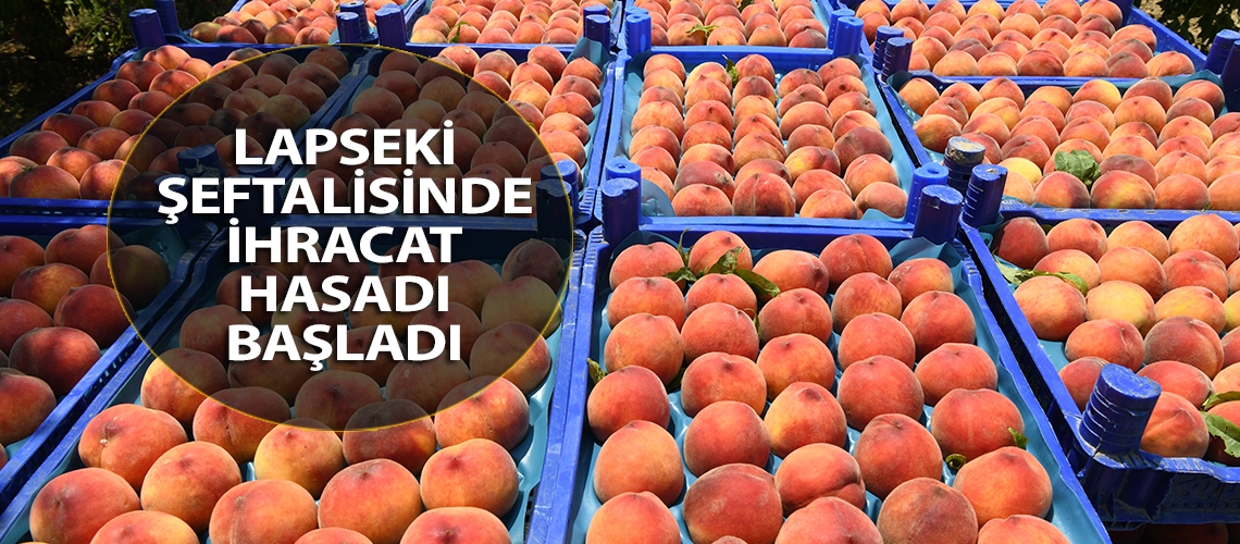 Lapseki şeftalisinde ihracat hasadı başladı