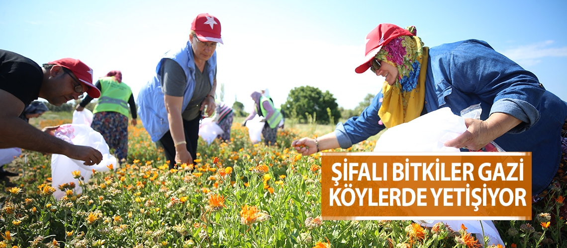 Şifalı bitkiler Gazi köylerde yetişiyor