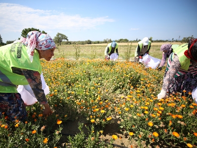 Şifalı bitkiler Gazi köylerde yetişiyor
