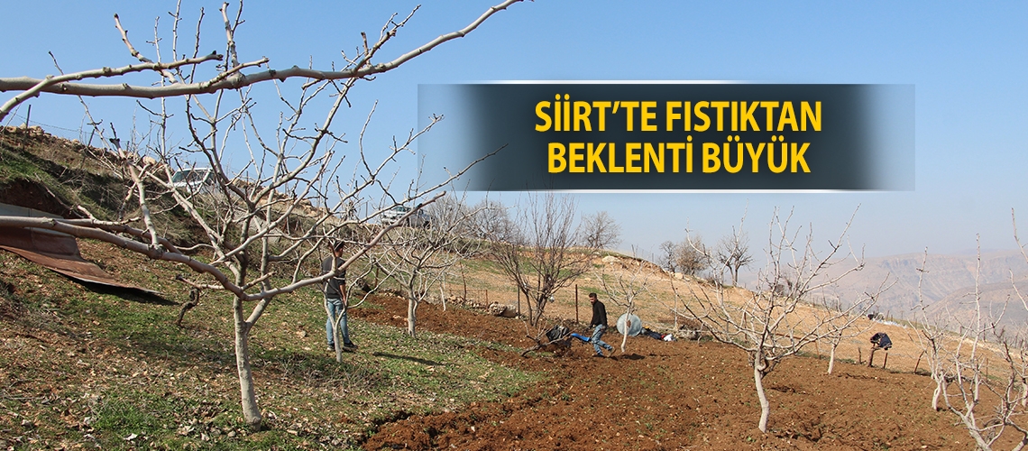 Siirt’te fıstıktan beklenti büyük