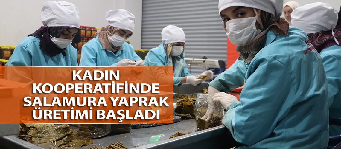 Kadın kooperatifinde salamura yaprak üretimi başladı