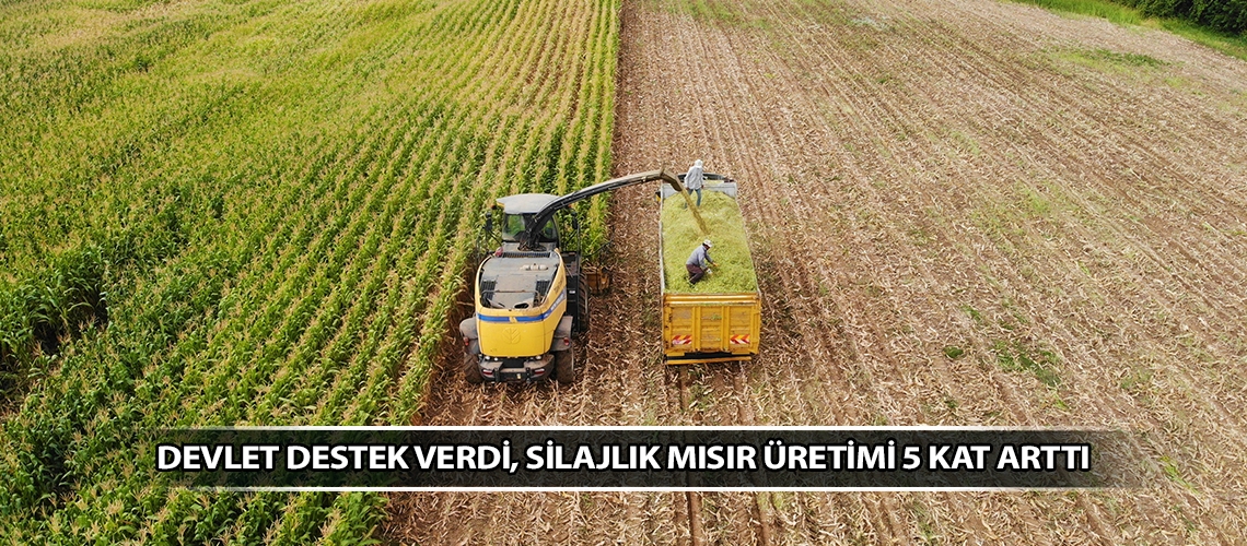 Devlet destek verdi, silajlık mısır üretimi 5 kat arttı