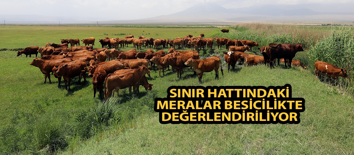 Sınır hattındaki meralar besicilikte değerlendiriliyor