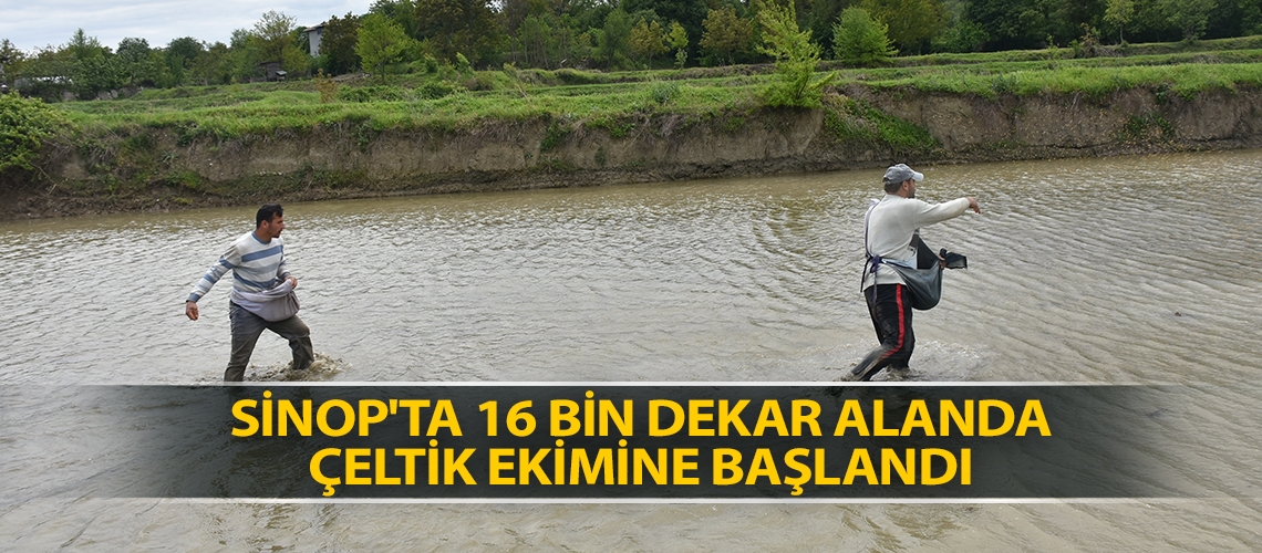 Sinop'ta 16 bin dekar alanda çeltik ekimine başlandı