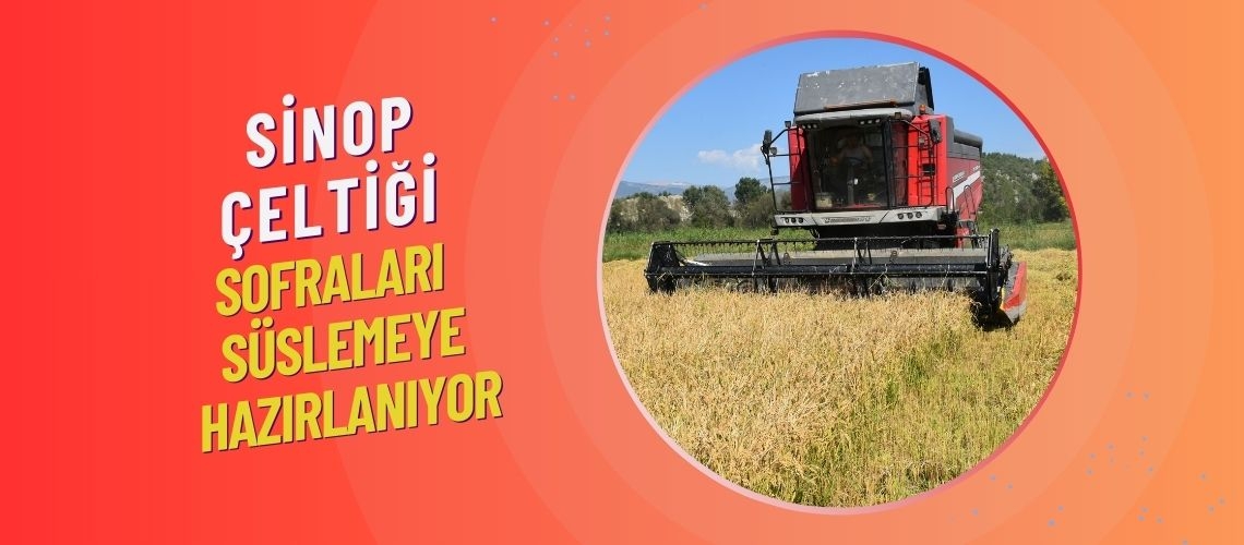 Sinop çeltiği sofraları süslemeye hazırlanıyor