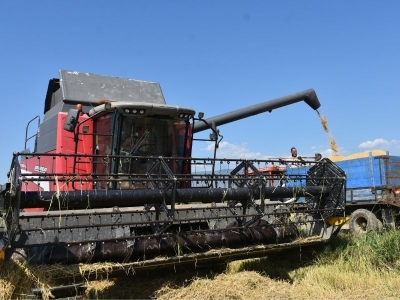 Sinop çeltiği sofraları süslemeye hazırlanıyor