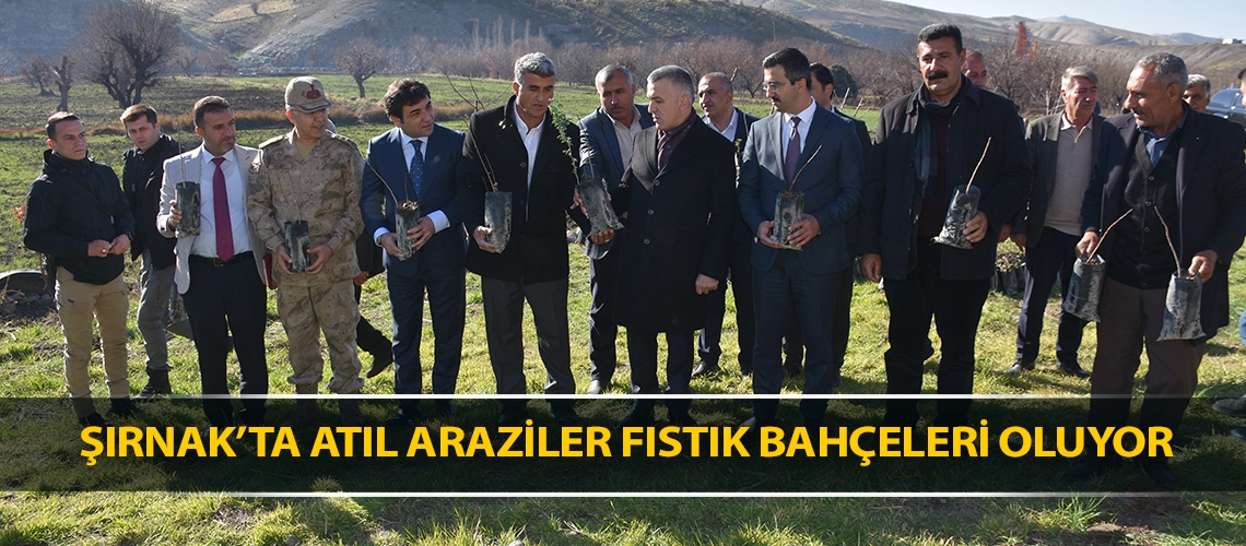 Şırnak’ta atıl araziler fıstık bahçeleri oluyor