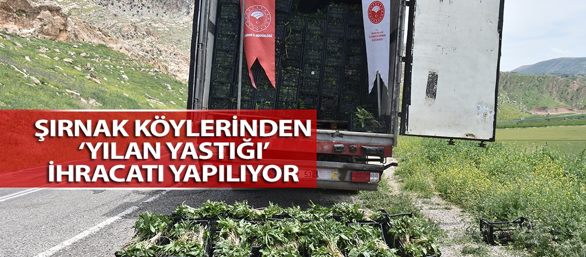 Şırnak köylerinden ‘yılan yastığı’ ihracatı yapılıyor