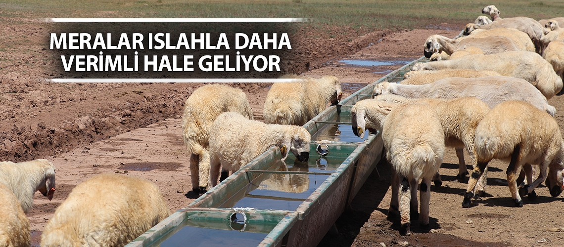 Meralar ıslahla daha verimli hale geliyor