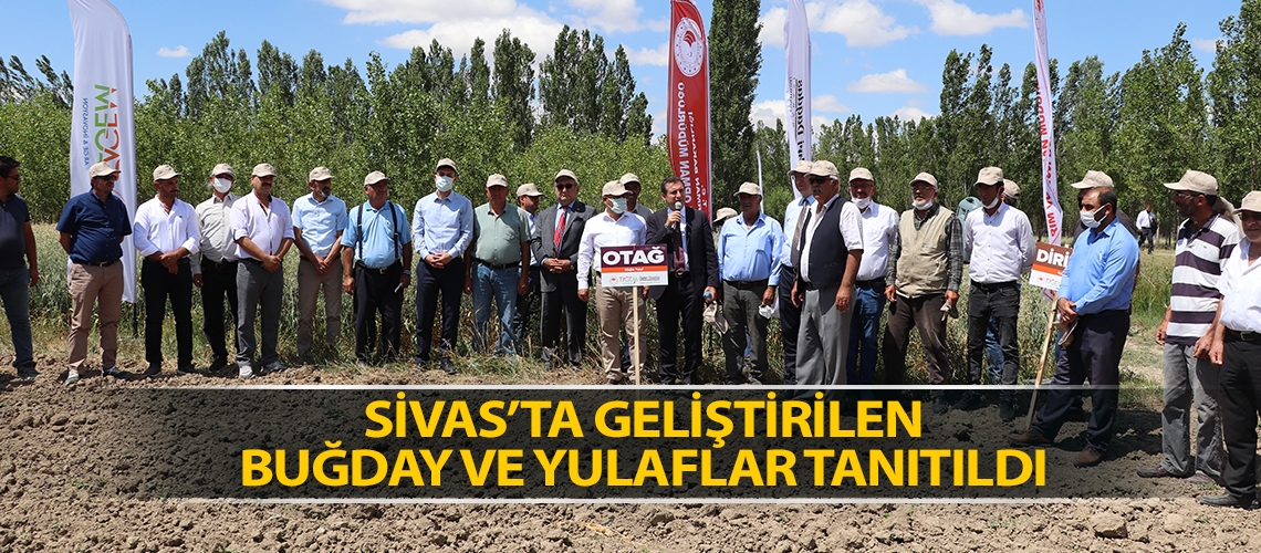 Sivas’ta geliştirilen buğday ve yulaflar tanıtıldı