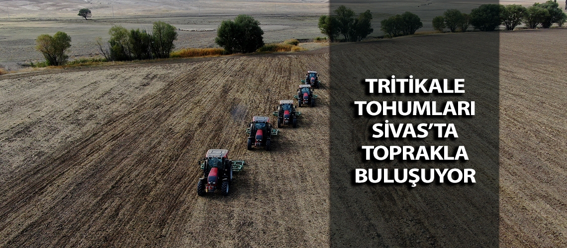 Tritikale tohumları Sivas’ta toprakla buluşuyor