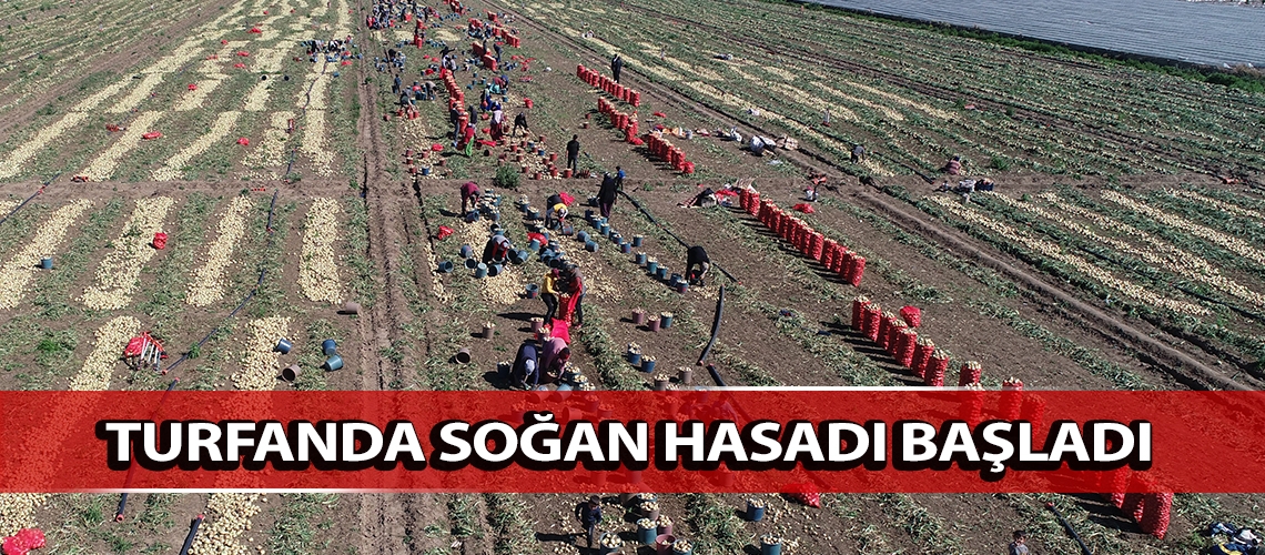 Turfanda soğan hasadı başladı