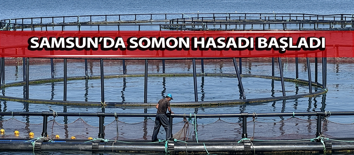 Samsun’da somon hasadı başladı