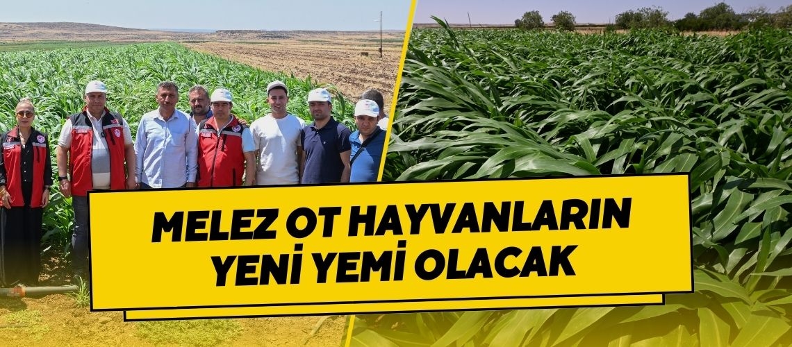 Melez ot hayvanların yeni yemi olacak