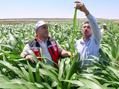 Melez ot hayvanların yeni yemi olacak