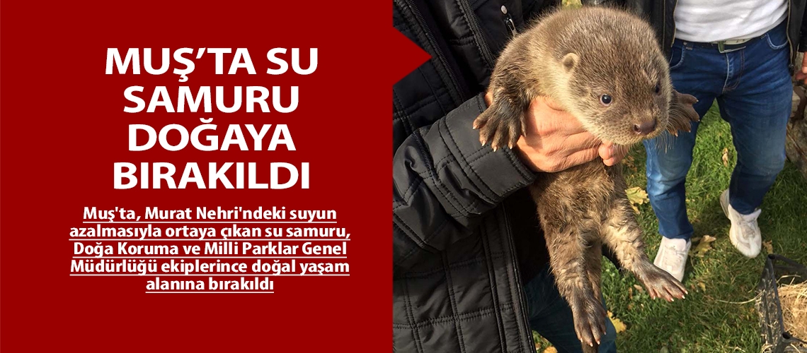 Muş’ta su samuru doğaya bırakıldı