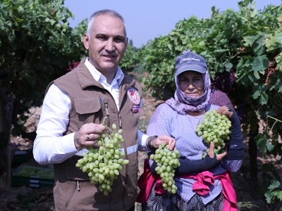 Dünyaca ünlü Sultaniye üzümünde hasat sürüyor