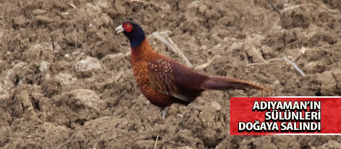 Adıyaman’ın sülünleri doğaya salındı