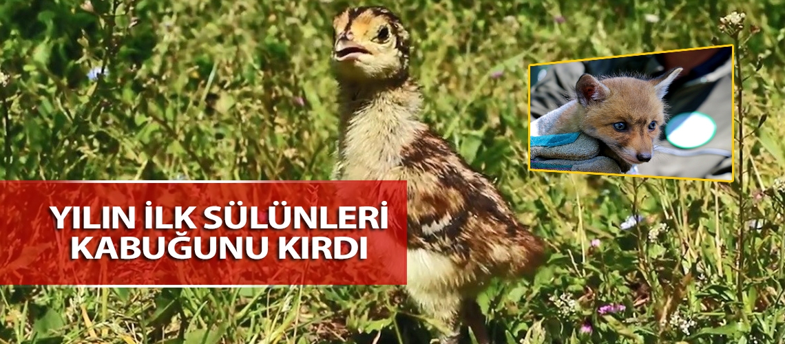 Yılın ilk sülünleri kabuğunu kırdı