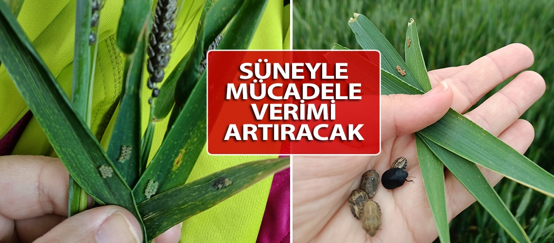 Süneyle mücadele verimi artıracak