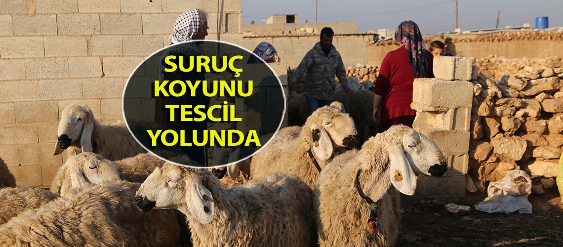 Suruç koyunu tescil yolunda