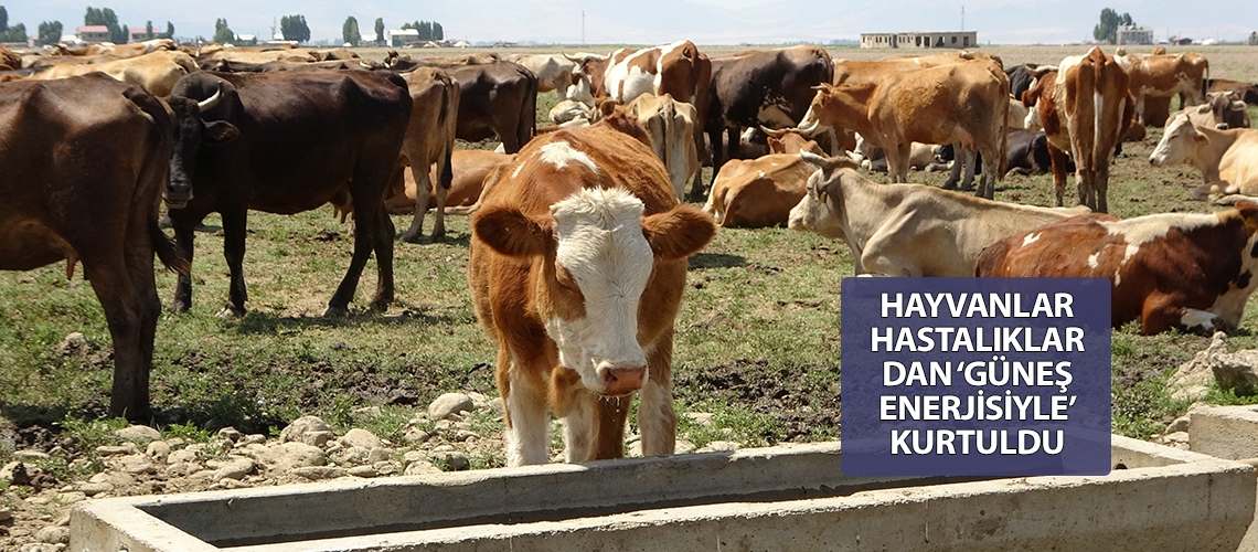 Hayvanlar hastalıklardan ‘güneş enerjisiyle’ kurtuldu