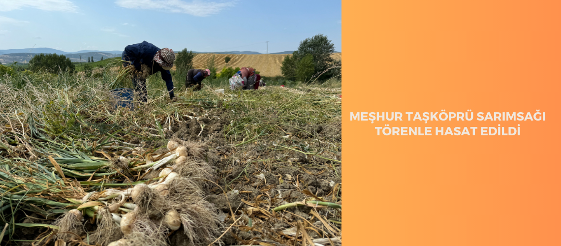 Meşhur Taşköprü sarımsağı törenle hasat edildi