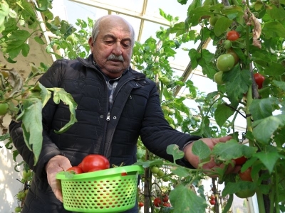 Terasta sera kurdu, üretimi evine taşıdı