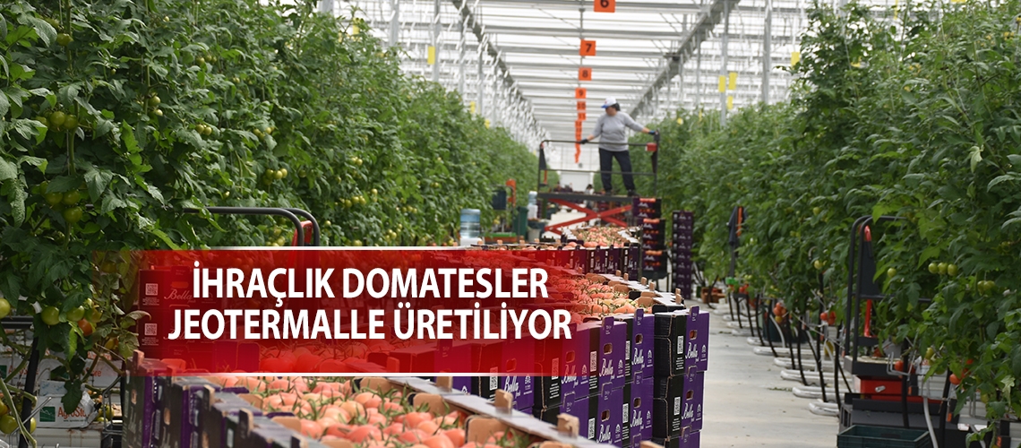 İhraçlık domatesler jeotermalle üretiliyor