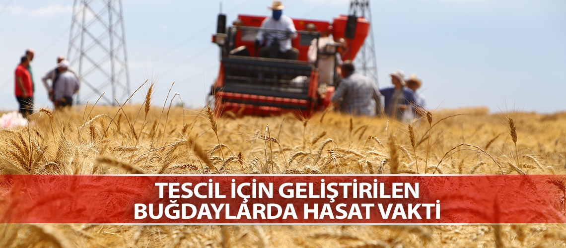 Tescil için geliştirilen buğdaylarda hasat vakti