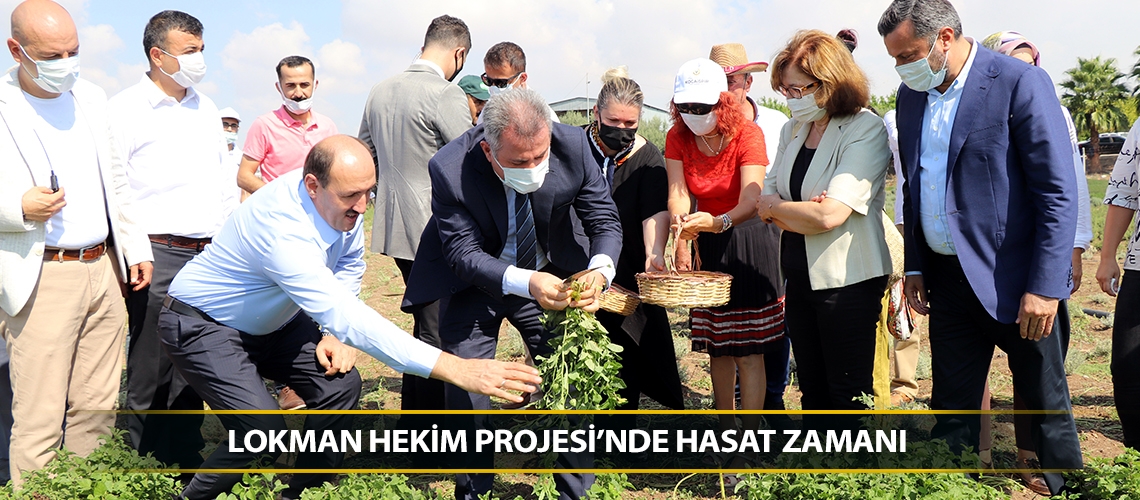 Lokman Hekim Projesi’nde hasat zamanı