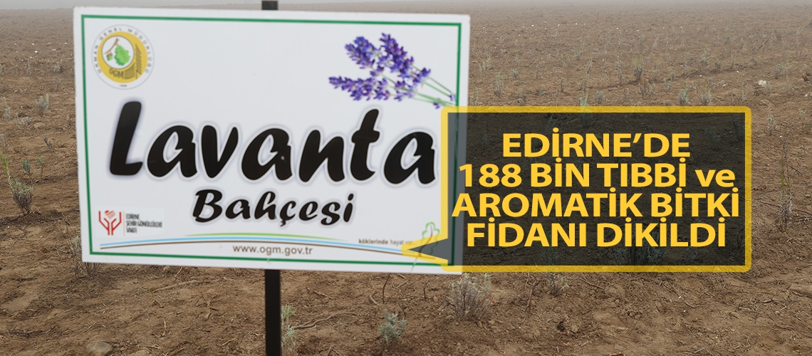 Edirne’de 188 bin tıbbi ve aromatik bitki fidanı dikildi