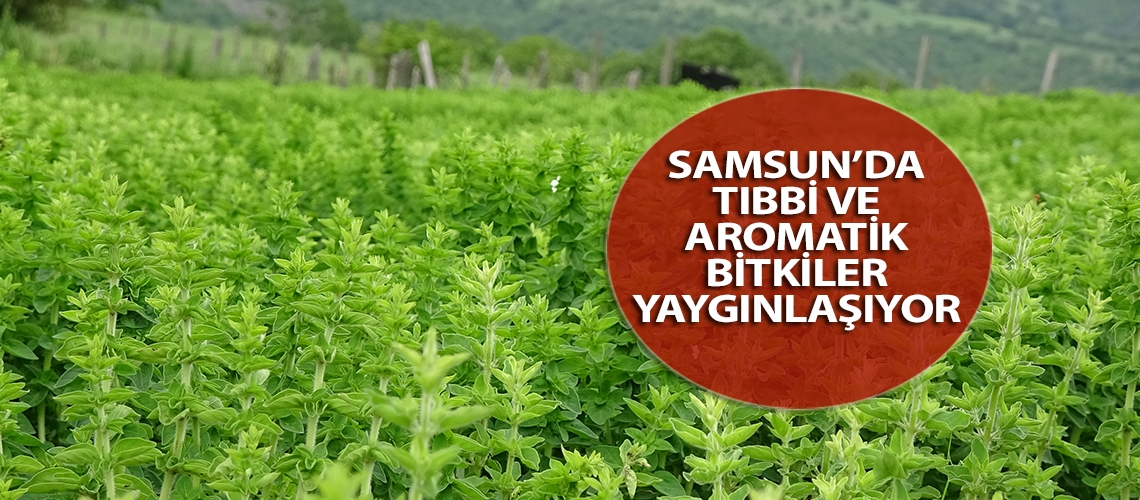 Samsun’da tıbbi ve aromatik bitkiler yaygınlaşıyor