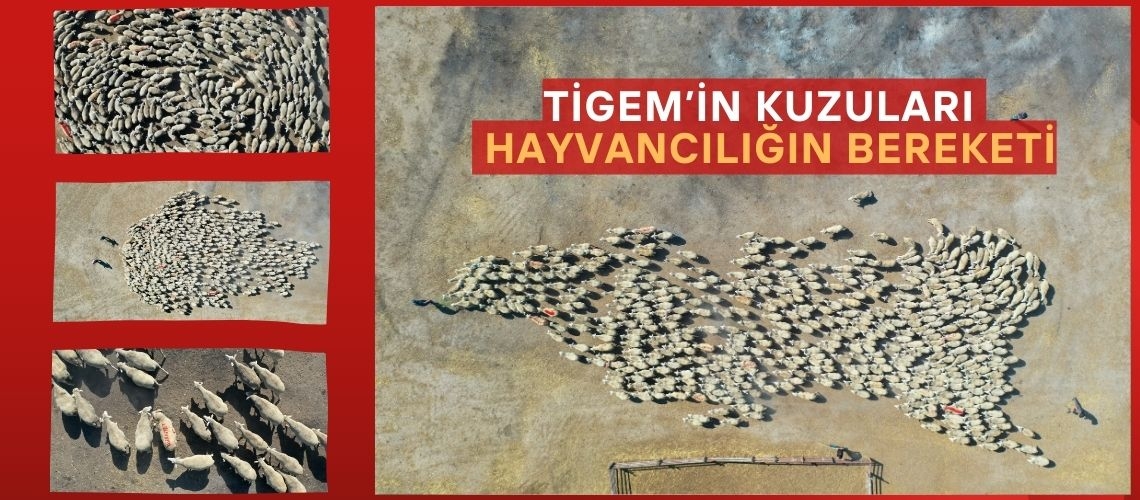 TİGEM’in kuzuları hayvancılığın bereketi